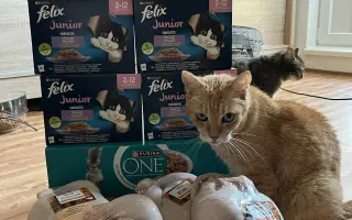 Prosba o příspěvek na nákup krmiva a steliva pro kočičky z Píšánku