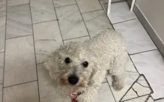 Operace pro Chanelku 💜