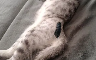 Pomohli jste koťátku Máše