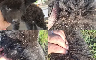 Pomozte nám zachraňovat zvířecí životy  - Zachraňujme se spolkem, z. s.