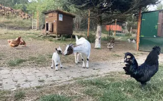 Pomozte nám naplnit jesle zachráněným ovcím a kozám z Farmy Kapsa