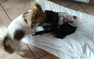 Nelinka bojuje s epilepsií a srdeční vadou