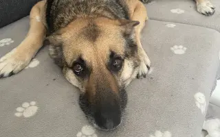 Sedmiletá Arnika se na důchod ještě necítí