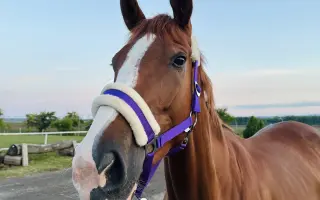 Zachraňme čelist Sithonii