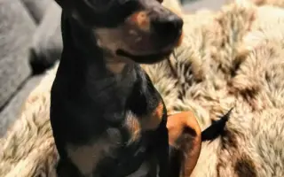 Fenka Bára vždy stála při Pavlíně, teď je řada na ní