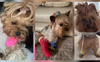 Pomozme Welle po nálezech rakoviny vidět, Daře k pohybu a Willymu ke zdraví