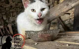 POMOZTE NÁM ZASTAVIT KRUH KOČIČÍHO UTRPENÍ. Víme jak na to, ale bez vás to nezvládneme.