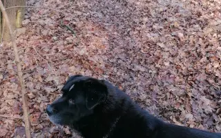 Pejsek Nero prosí o pomoc: Ještě není můj čas 🙏