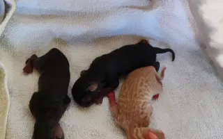 ZACHRAŇME KOŤÁTKA PŘED ZIMOU!