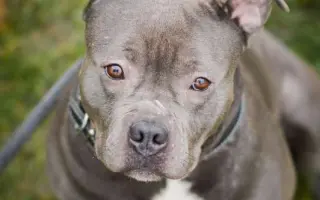 Pomozme Buccimu znovu běhat bez bolesti