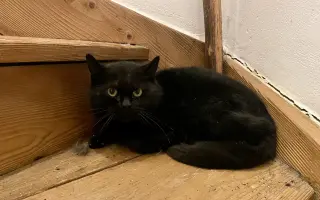 Pomozte❤️ Srdce pro zvířata - naděje pro opuštěné