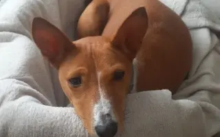 Billinka znovu bojuje o život – pomozte jí ho vyhrát