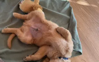 Pomozte Woodymu žít plnohodnotný život <3