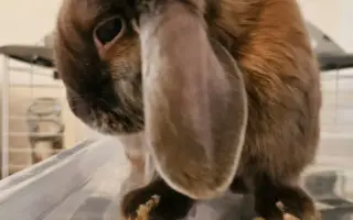 POMOC pro milovaného králíčka Tobiaska