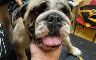 Pomoc pro Kuky a Kony