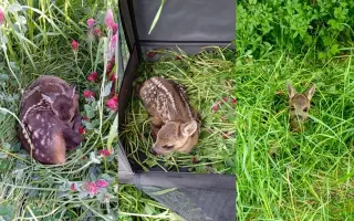 Dar života nejen pro srnčátka