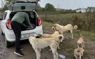 Miska naděje - pro toulavé psy v Arménii