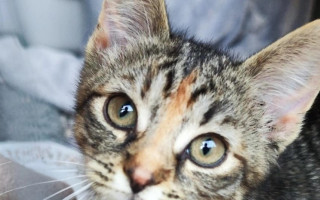 Kočička Ploška a její boj s krutým osudem
