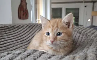 Pomoc pro kočky a koťátka Kočky u Katky