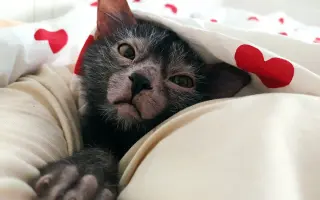 Léčba pro Norberta