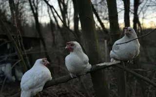 Bezpečný výběh pro slepičky, které dostaly druhou šanci