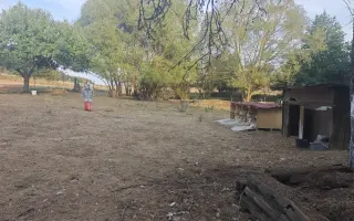Sucho vypálilo pastviny. Zachráněná zvířata potřebují seno.