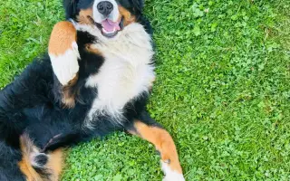 Pomozte Maxovi znovu běhat! 🐾
