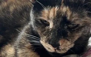 🐾 Pomozte Rozárce znovu se nadechnout 💔