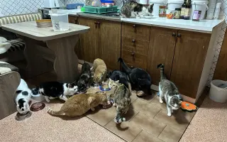 Pomoc kočkám dochází nám zásoby krmení