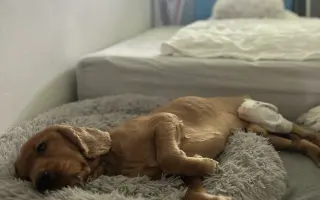 Operace kolena pro Simbu