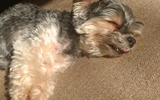 Pomoc pro Čika: boj s Cushingovým syndromem