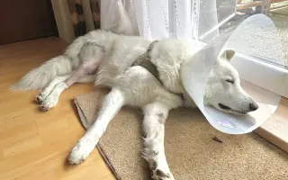 Dvě kolínka pro Oriho. Pomozte Orimu na tlapky