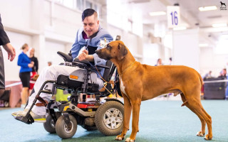 Výcvik psa pro aktivního vozíčkáře