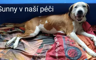 Pomozte zachránit Psí domov spolku Zastavme Utrpení.