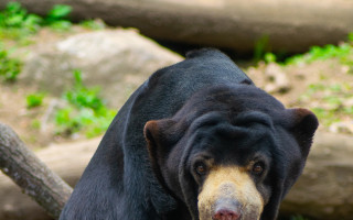 Nové prolézačky pro medvědy malajské