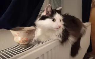 Pomozme kocourkovi Alexovi...