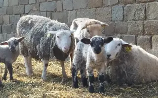 Dejte druhou šanci pro ovčí stádo