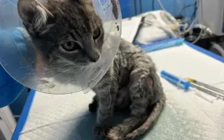 Srdce pro útulek Tibet – Společně zachraňujeme zvířecí životy