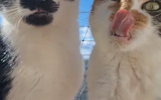 8 nalezených Lásek