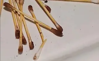 Nová cesta naděje pro psy z nezvládnutých chovů