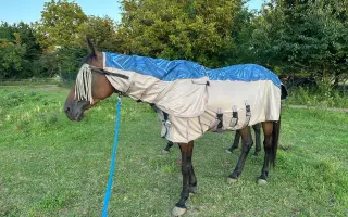 My zachraňujeme zvířata, ony mohou pomáhat Vám a Vašim blízkým