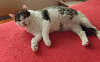 Veliký Nero má veliký nádor v hlavičce