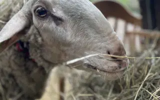 Seno pro zachráněná zvířata.