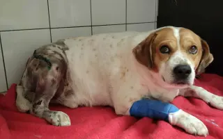 Pomoc pro spolek Kapka pro tlapky