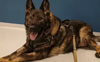 Léčba, která nekončí - Fůrie