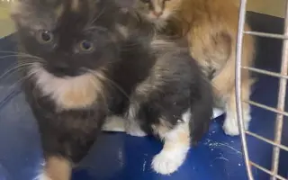 ZACHRAŇME KOŤÁTKA PŘED ZIMOU!