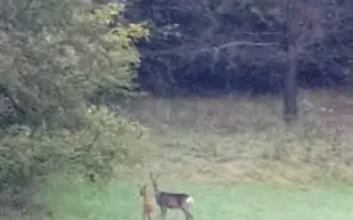 Dar života nejen pro srnčátka