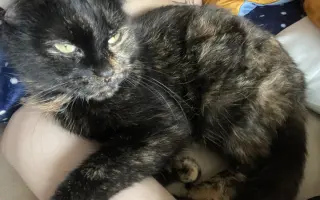 Pomoc pro kočičku Ayu: bez operace trpí, s ní má šanci