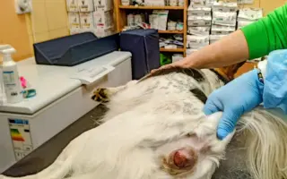 POMOC PRO FOXÍČKA, ASPENA A TAFFY-JACKA