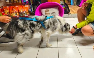 Pomozte nám s vývojem postrojů pro psy, kterým nesedí tabulkové velikosti